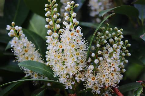 月桂樹 風水|月桂樹（ローリエ）の花言葉｜種類、特徴、色別の花 